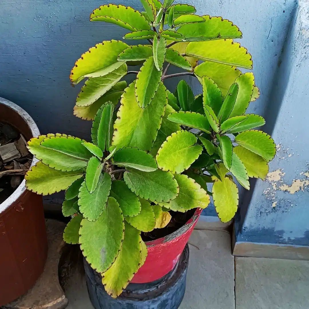 Bryophyllum pinnatum Plant ( Patharchatta / Life Plant )